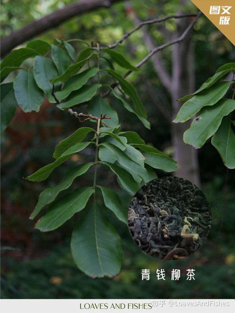 青钱柳茶批发市场动态：从古到今的健康传递