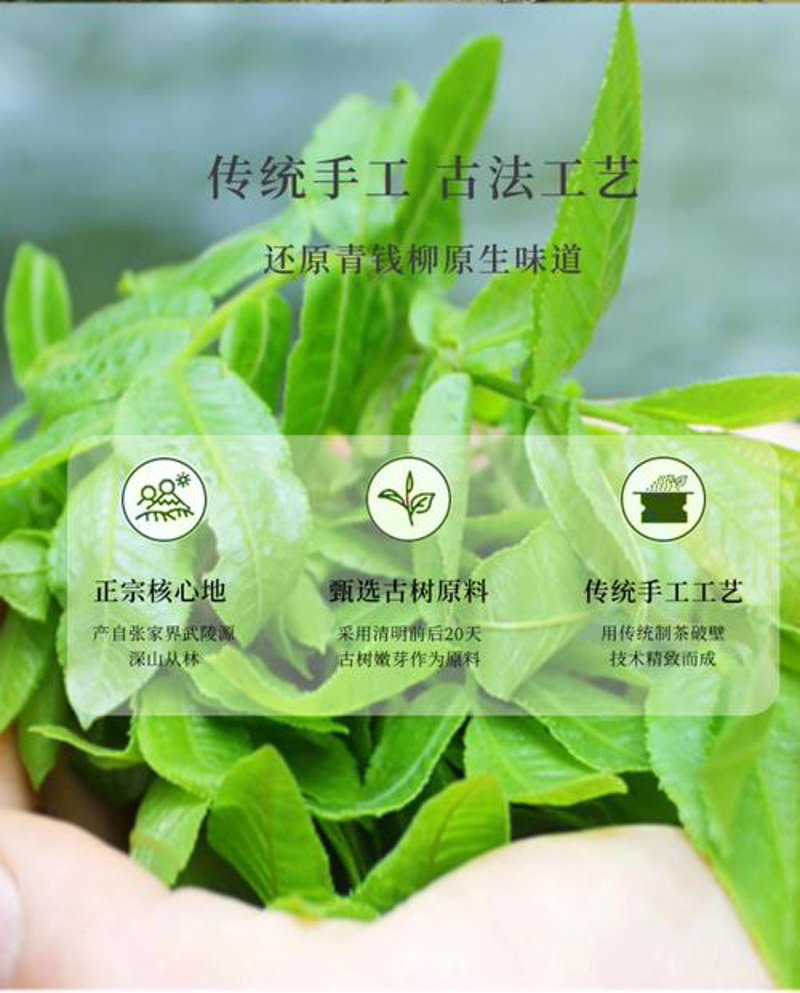 青钱柳茶的正确饮用方法