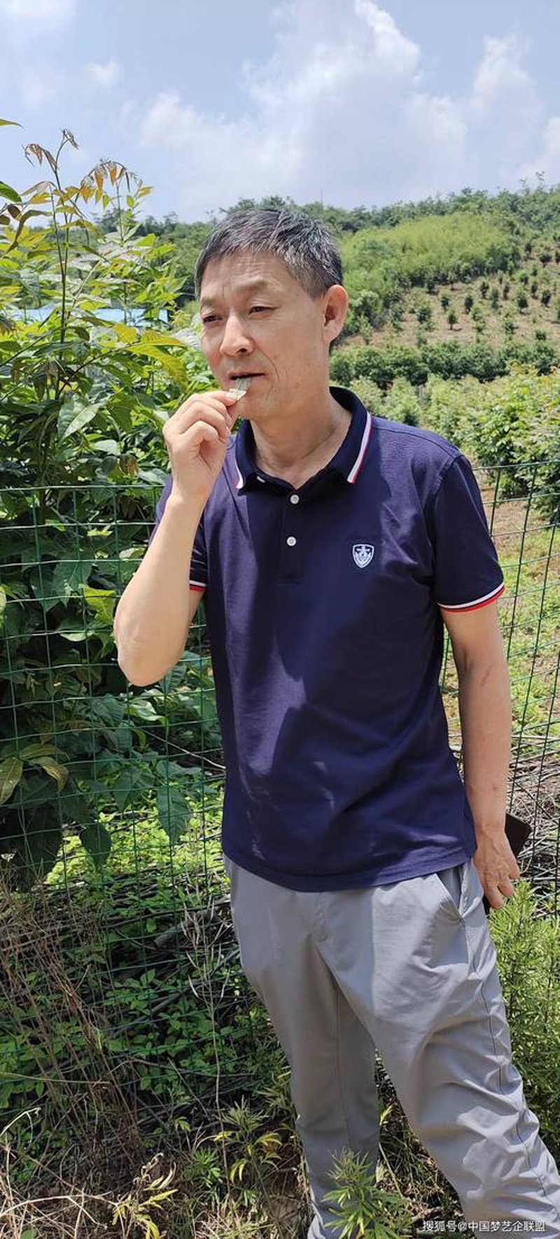 青钱柳茶：祛脂减肥的误区与真相