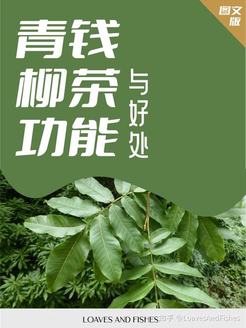 青钱柳茶：神奇饮品引领健康潮流