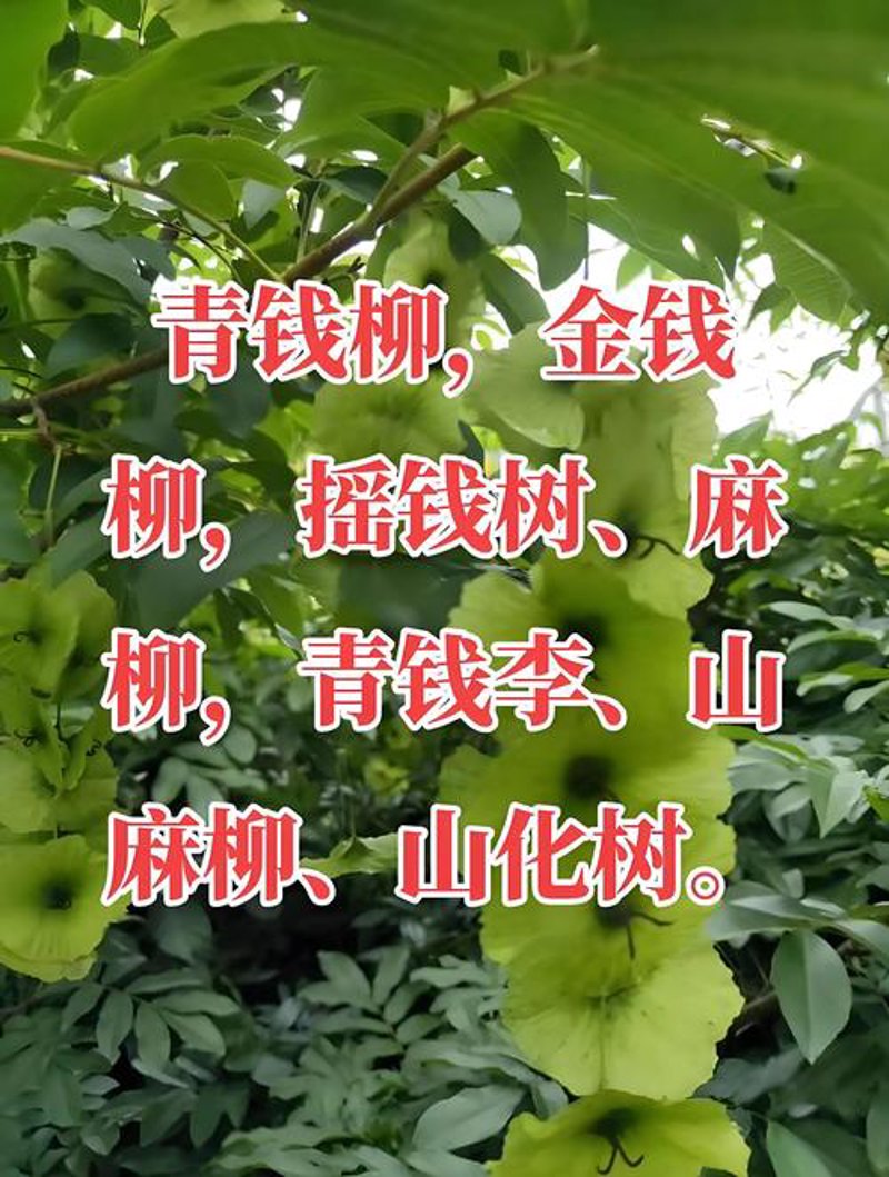 揭秘青钱柳茶的使用技巧，让你轻松喝出健康体态